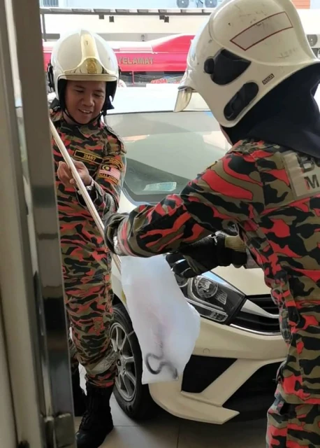 樹蛇闖民宅躲冰箱底 夫婦求助消拯擒捕