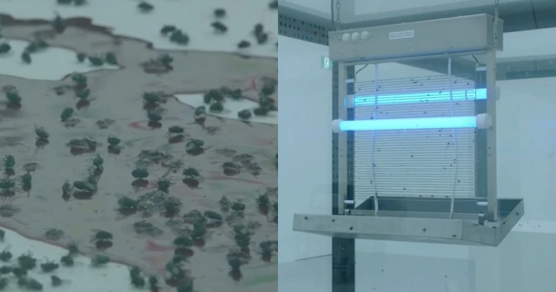 動保組織斥：侵犯蒼蠅權益！德博物館撤下奇特裝置藝術品