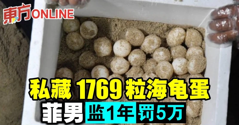 私藏1769粒海龜蛋　菲男監1年罰5萬