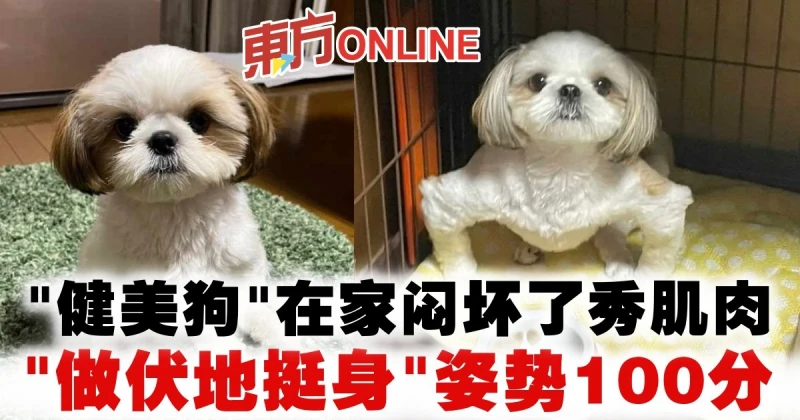 「健美狗」在家悶壞了秀肌肉　「做伏地挺身」姿勢100分