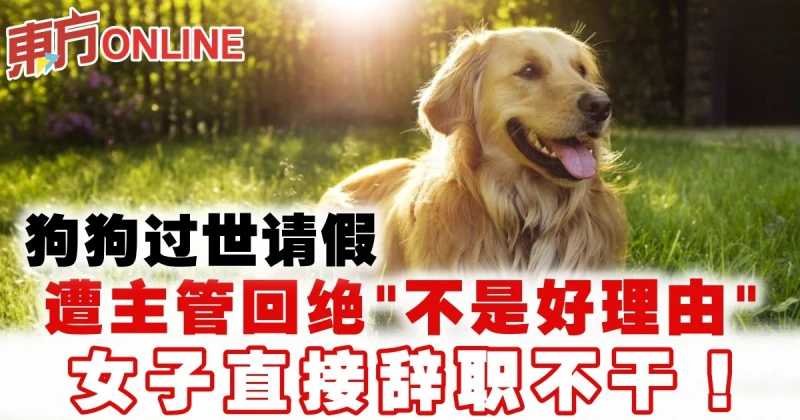 狗狗過世請假遭主管回絕「不是好理由」　女子直接辭職不幹！