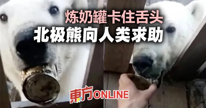 煉奶罐卡住舌頭　北極熊向人類求助