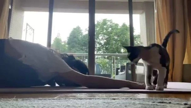 46歲舒淇身材成焦點　馮德倫抱貓燦笑被拱快生小孩！