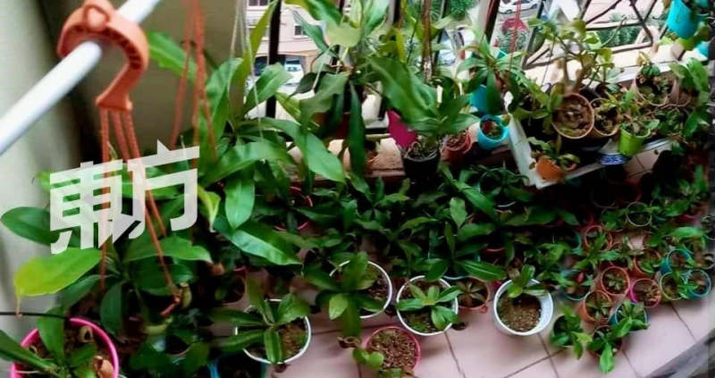 外形可愛黑手指也能養活　愛好者徐艾廷分享豬籠草妙趣