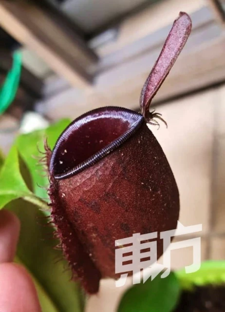 外形可愛黑手指也能養活　愛好者徐艾廷分享豬籠草妙趣