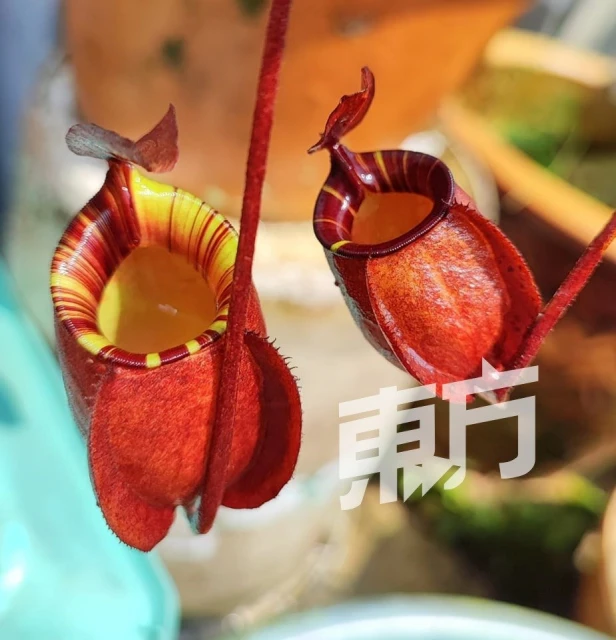 外形可愛黑手指也能養活　愛好者徐艾廷分享豬籠草妙趣