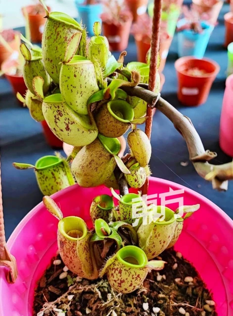 外形可愛黑手指也能養活　愛好者徐艾廷分享豬籠草妙趣