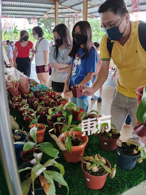 外形可愛黑手指也能養活　愛好者徐艾廷分享豬籠草妙趣