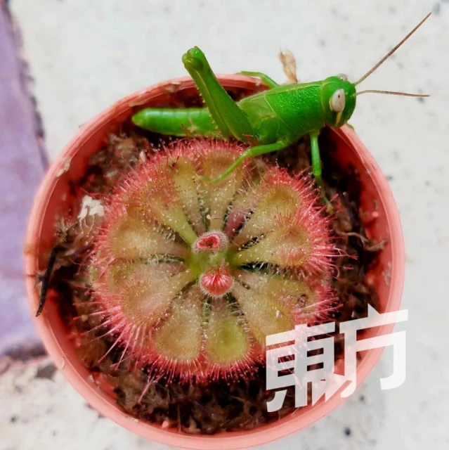 外形可愛黑手指也能養活　愛好者徐艾廷分享豬籠草妙趣