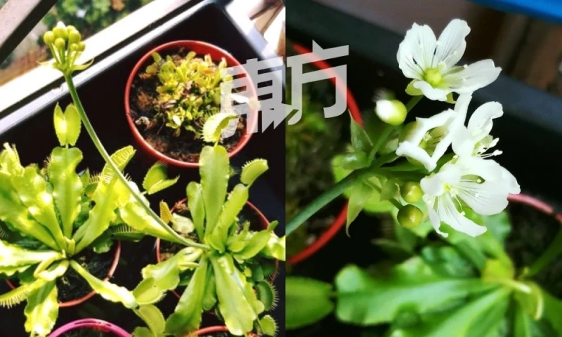 外形可愛黑手指也能養活　愛好者徐艾廷分享豬籠草妙趣