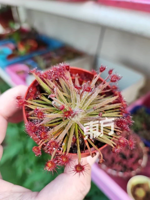 外形可愛黑手指也能養活　愛好者徐艾廷分享豬籠草妙趣