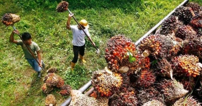 世界都需要棕油　部長：大馬棕油暫時比印尼貴