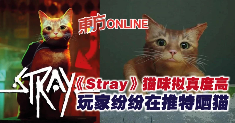 《Stray》貓咪擬真度高　玩家紛紛在推特曬貓