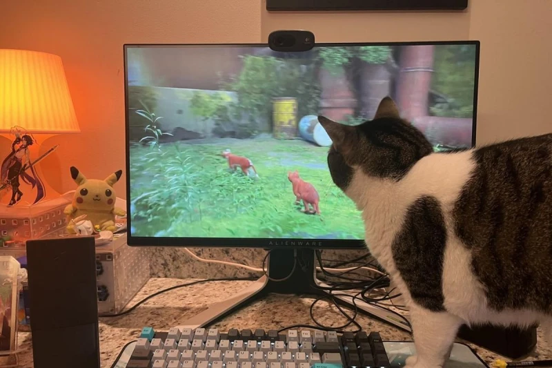 《Stray》貓咪擬真度高　玩家紛紛在推特曬貓