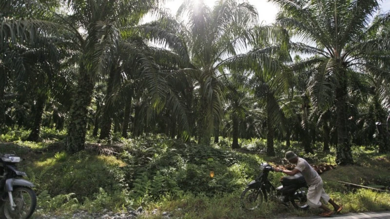 印尼取消棕油出口稅 祖萊達稱不影響大馬