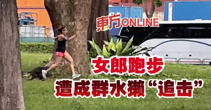 女郎跑步遭成群水獺「追擊」