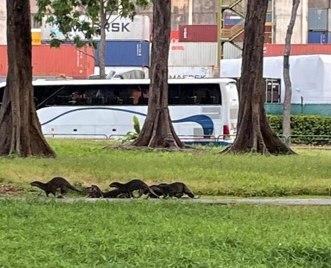 女郎跑步遭成群水獺「追擊」