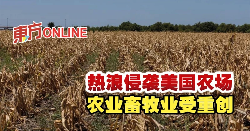 熱浪侵襲美國農場　農業畜牧業受重創