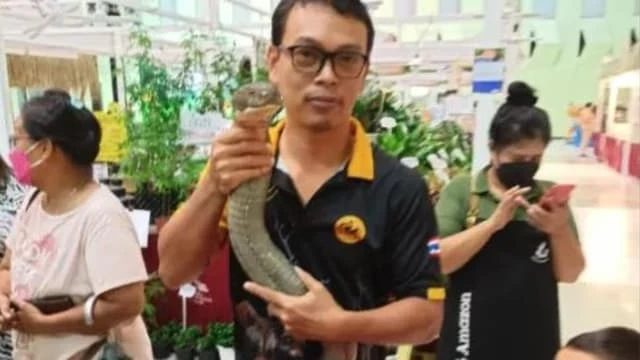 帶劇毒眼鏡蛇王參展 飼主無防護設備招罵