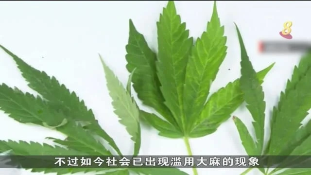 泰國數百名醫生呼籲立即禁止民眾消遣性使用大麻
