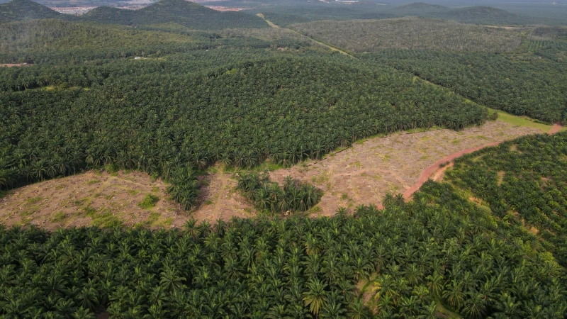 馬中企業聯手合作 斥60億生產粽油產品