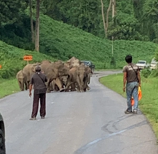 卡拉巴幹路野象頻現 途經行車被攔1小時