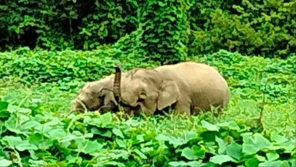 卡拉巴幹路野象頻現 途經行車被攔1小時