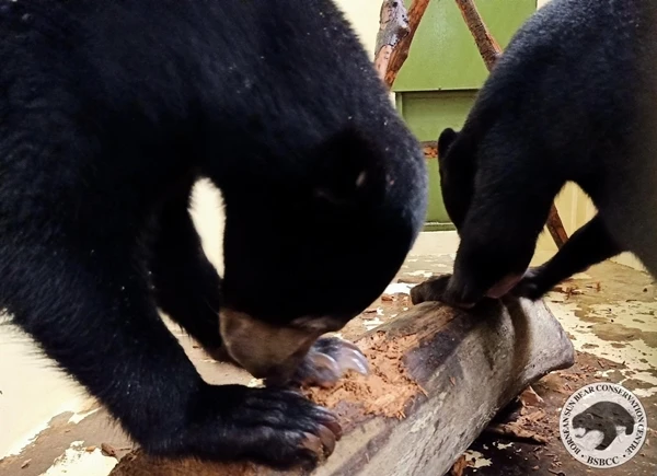 學習野外生存技能 5馬來熊安置熊舍