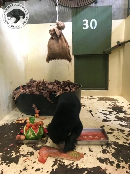 學習野外生存技能 5馬來熊安置熊舍