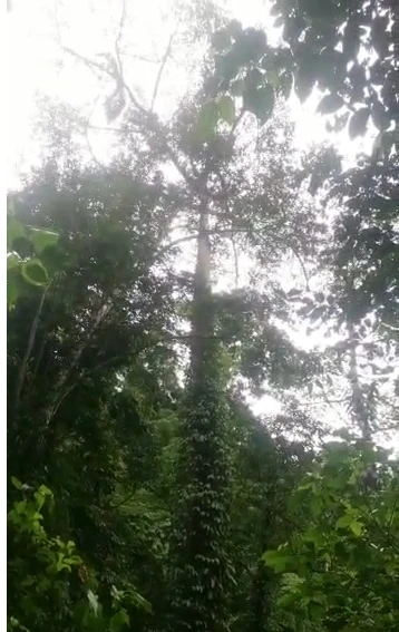 玩滑翔傘失手卡在30米高樹上  救援隊出動無人機牽繩索