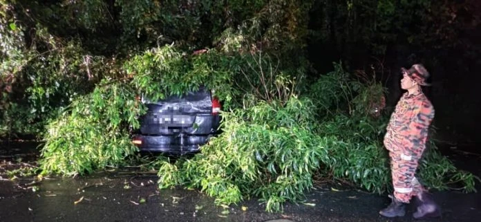 兵南邦達曼蘇里發生大樹倒下壓壞汽車意外