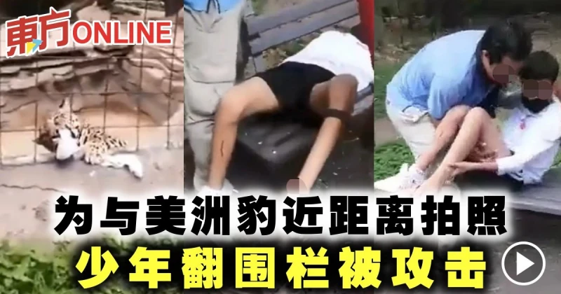 為與美洲豹近距離拍照　少年翻圍欄被攻擊