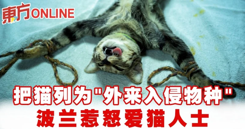 把貓列為「外來入侵物種」　波蘭惹怒愛貓人士