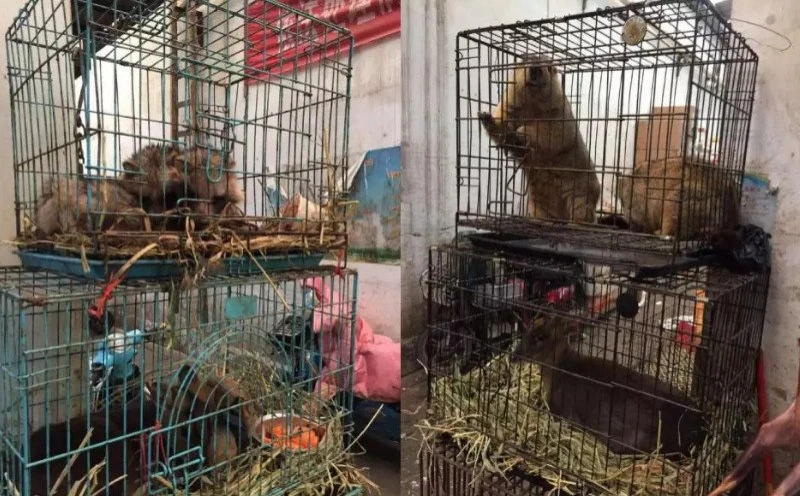 【新冠肺炎】兩份科學研究認定　病毒始於中國武漢市場