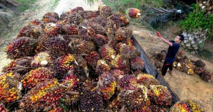 大馬已做好準備   助印尼處理大量棕油庫存