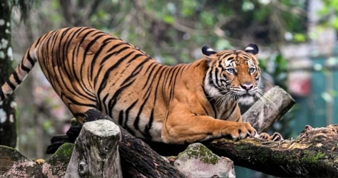 彭攝政王吁各方努力　希望增加馬來亞虎現存數量