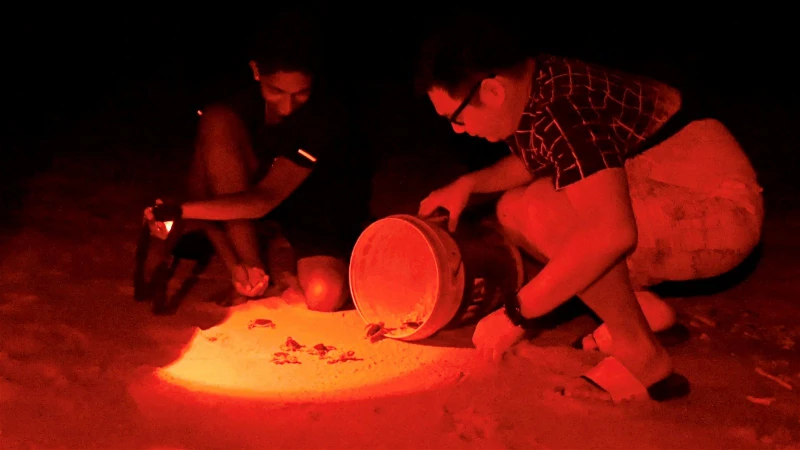 辛偉廉到流浪狗收容當義工感觸良多　翁書尉吁勿隨意碰海龜