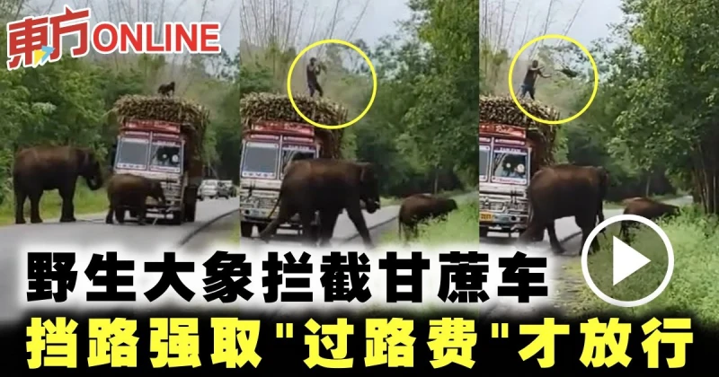 野生大象攔截甘蔗車　擋路強取「過路費」才放行 