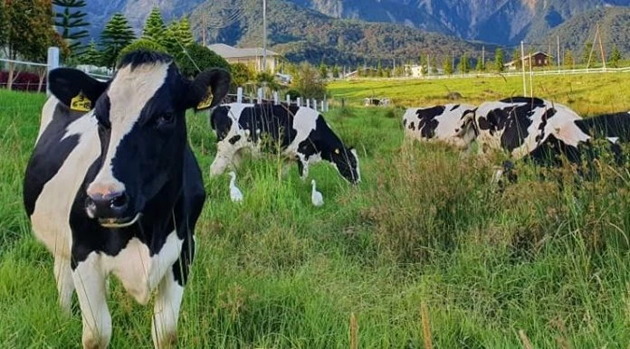 沙巴牛奶商品仍自給自足