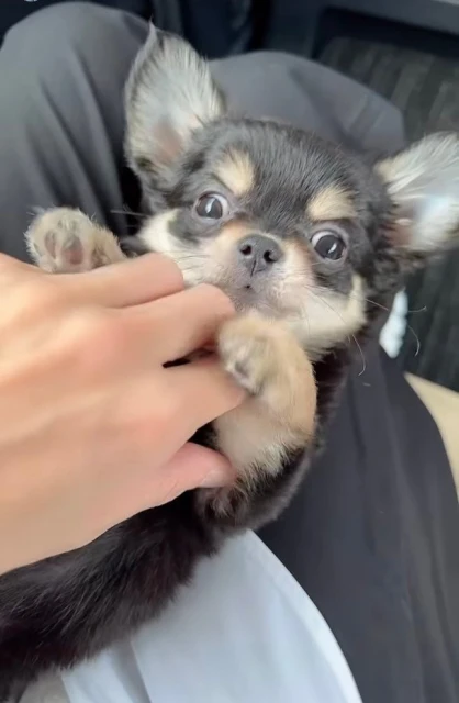 張柏芝曝喜訊再添一「女」　親自為寶寶洗澡萌樣曝光