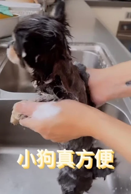 張柏芝曝喜訊再添一「女」　親自為寶寶洗澡萌樣曝光