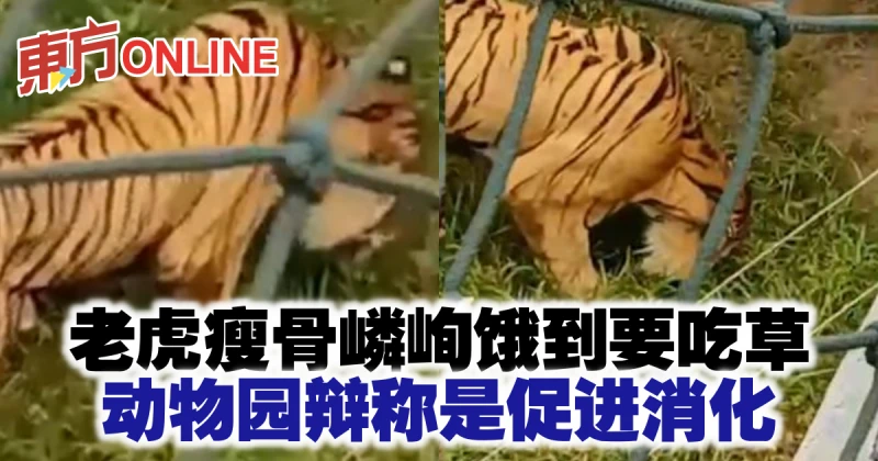 老虎瘦骨嶙峋餓到要吃草　動物園辯稱是促進消化