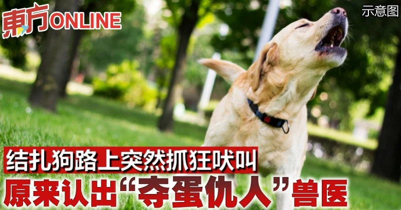 結紮狗路上突然抓狂吠叫　原來認出「奪蛋仇人」獸醫