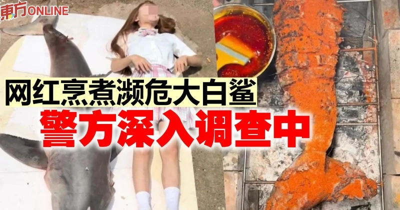 網紅烹煮瀕危大白鯊　警方深入調查中