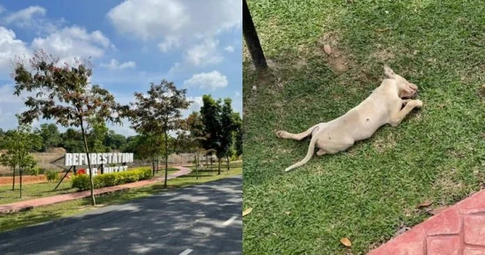 逾10隻流浪狗離奇死亡　鄧永森：不排除遭毒害