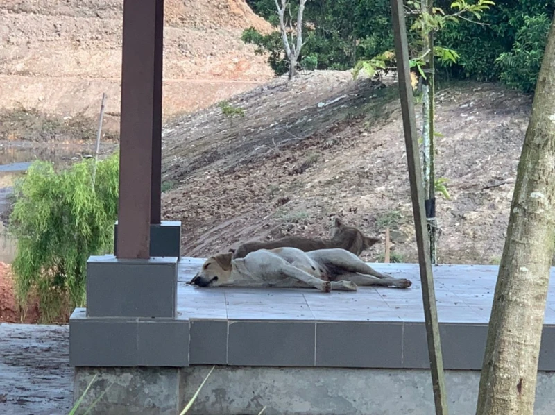 逾10隻流浪狗離奇死亡　鄧永森：不排除遭毒害