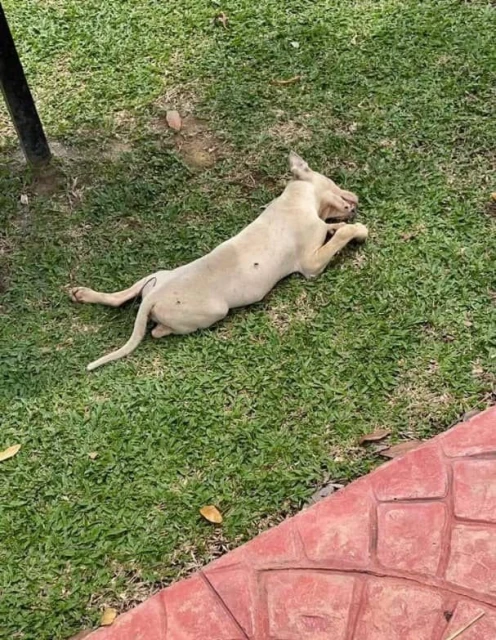 逾10隻流浪狗離奇死亡　鄧永森：不排除遭毒害