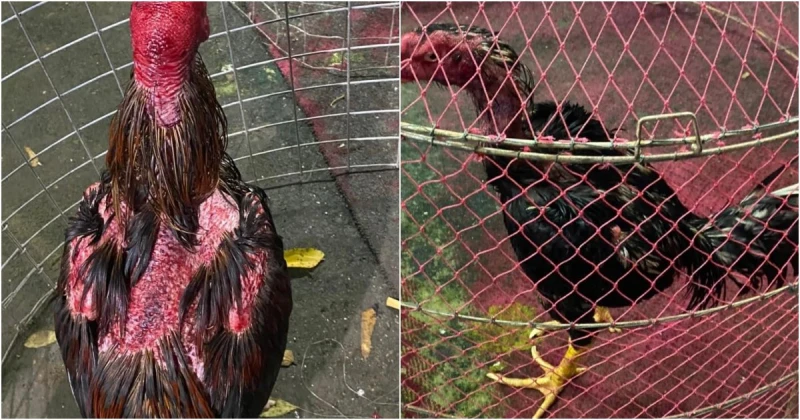 園地內進行鬥雞賭博活動　甲警捕28男2人為公務員