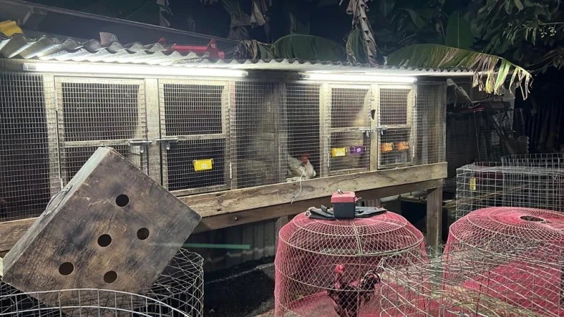 園地內進行鬥雞賭博活動　甲警捕28男2人為公務員