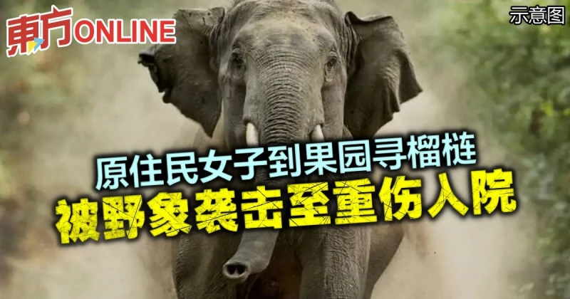 原住民女子到果園尋榴槤　被野象襲擊至重傷入院